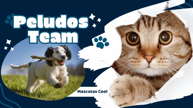 productos-para-gatos-y-perros