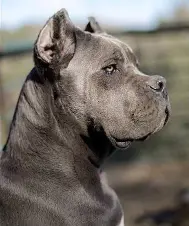 perros-guardianes